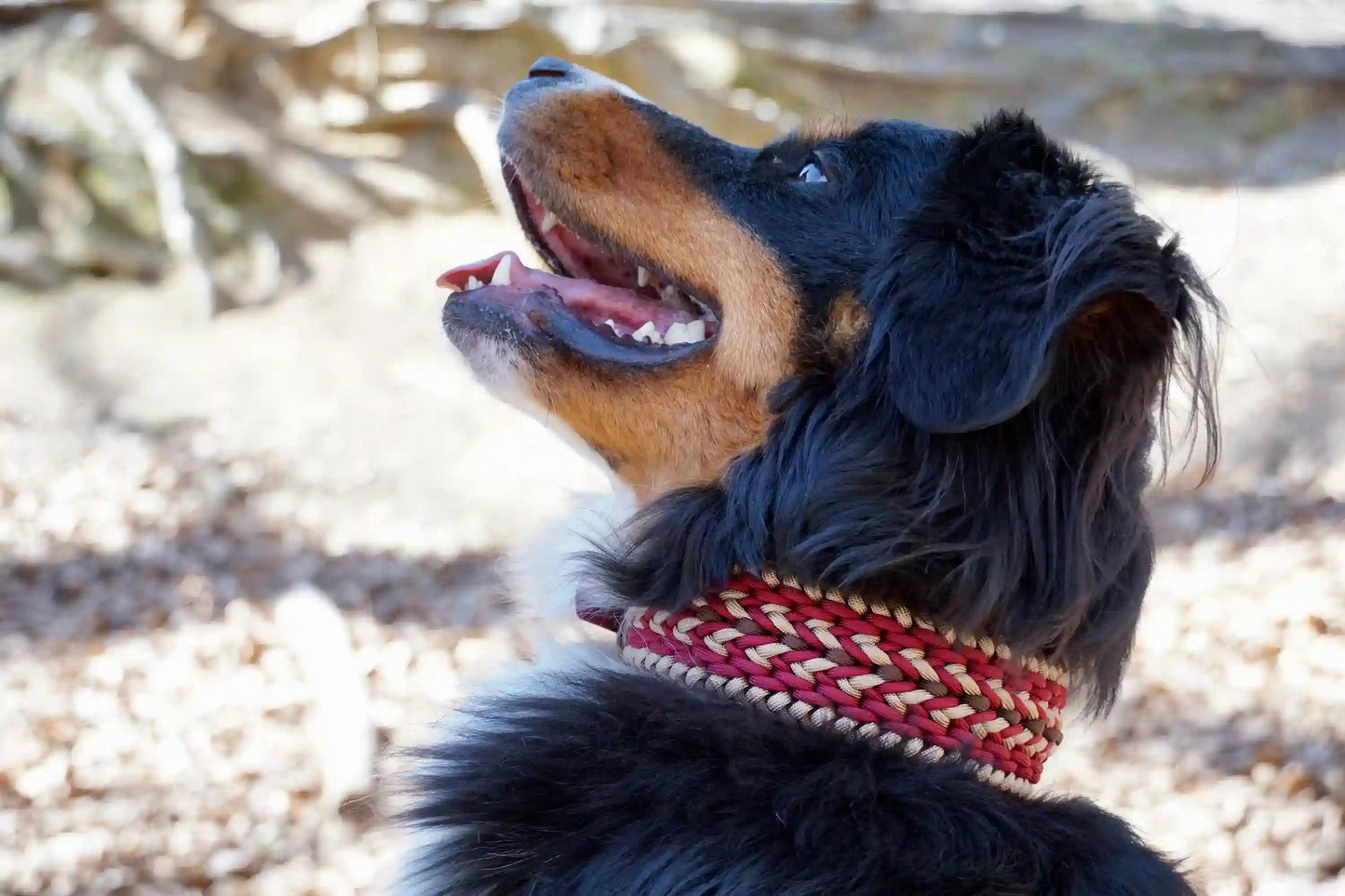 Geflochtenes Hundehalsband aus braunen, weinroten und goldenen Bändern am Hals eines Bernersennenhundes