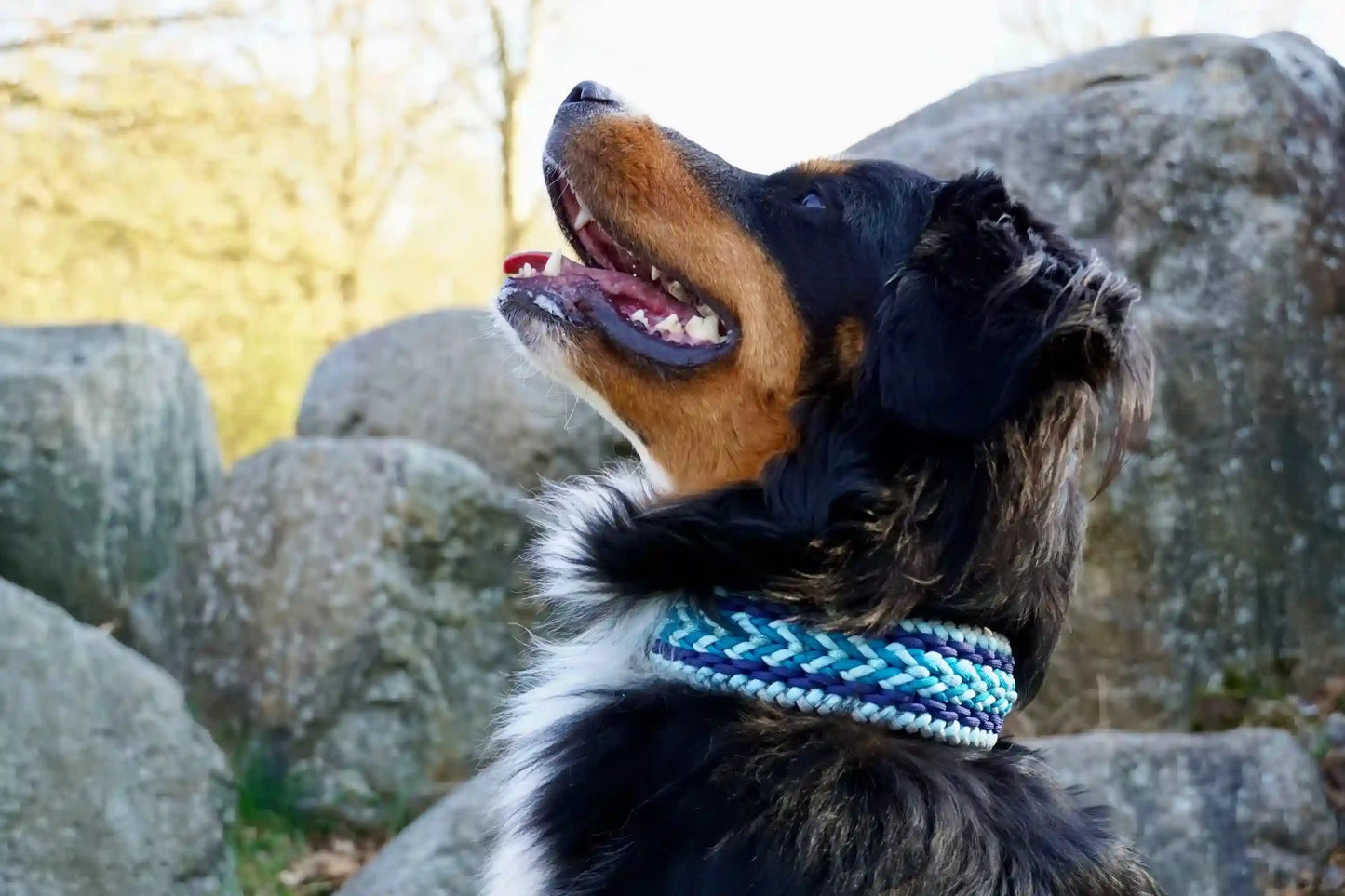 Geflochtenes Hundehalsband aus dunkelblau, hellblauen und grauen Bändern am Hals eines Bernersennenhundes